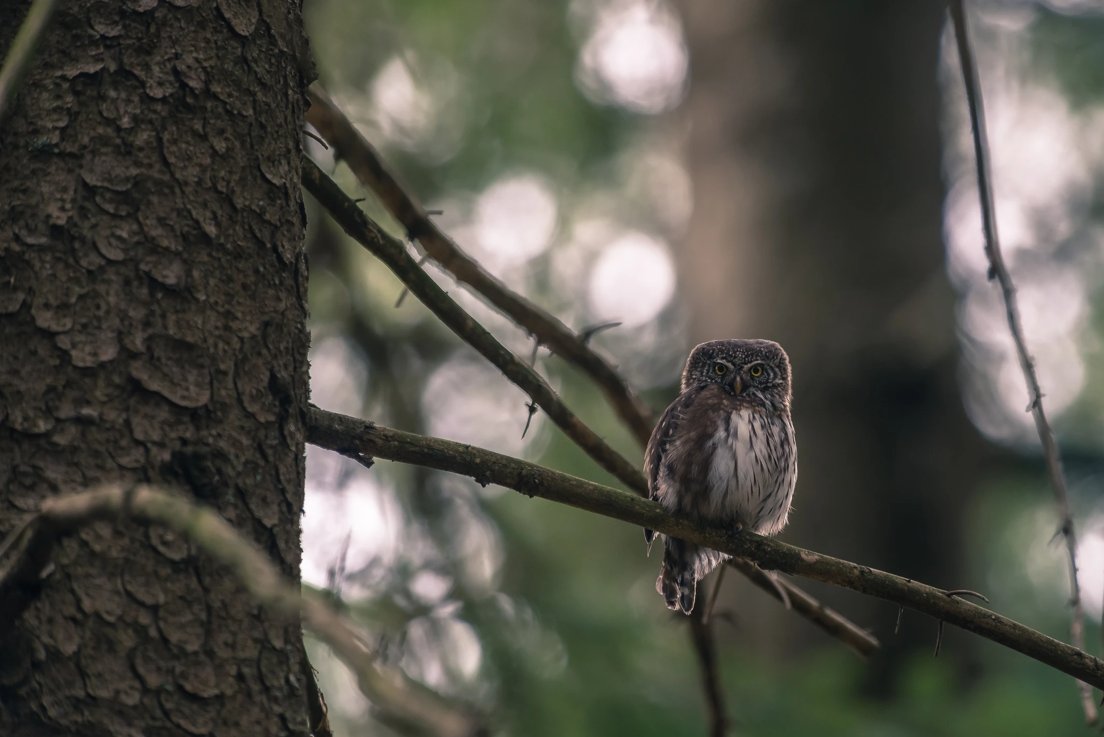 Predator z jodłowego boru