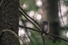 Predator z jodłowego boru