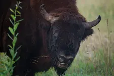 Oko w oko z olbrzymem