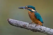 Zimorodek