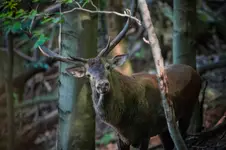 A kuku :)