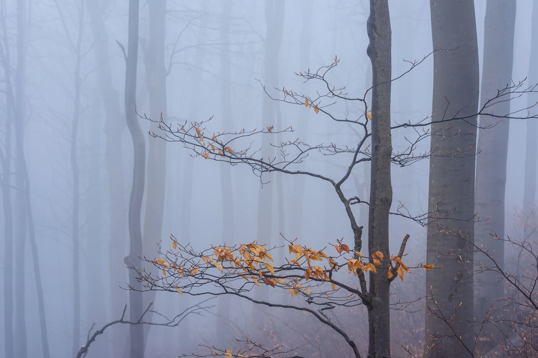 W buczynie karpackiej