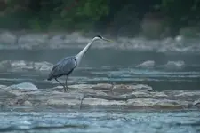 Czapla siwa