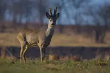Kozioł jaki jest, każdy widzi. ;)