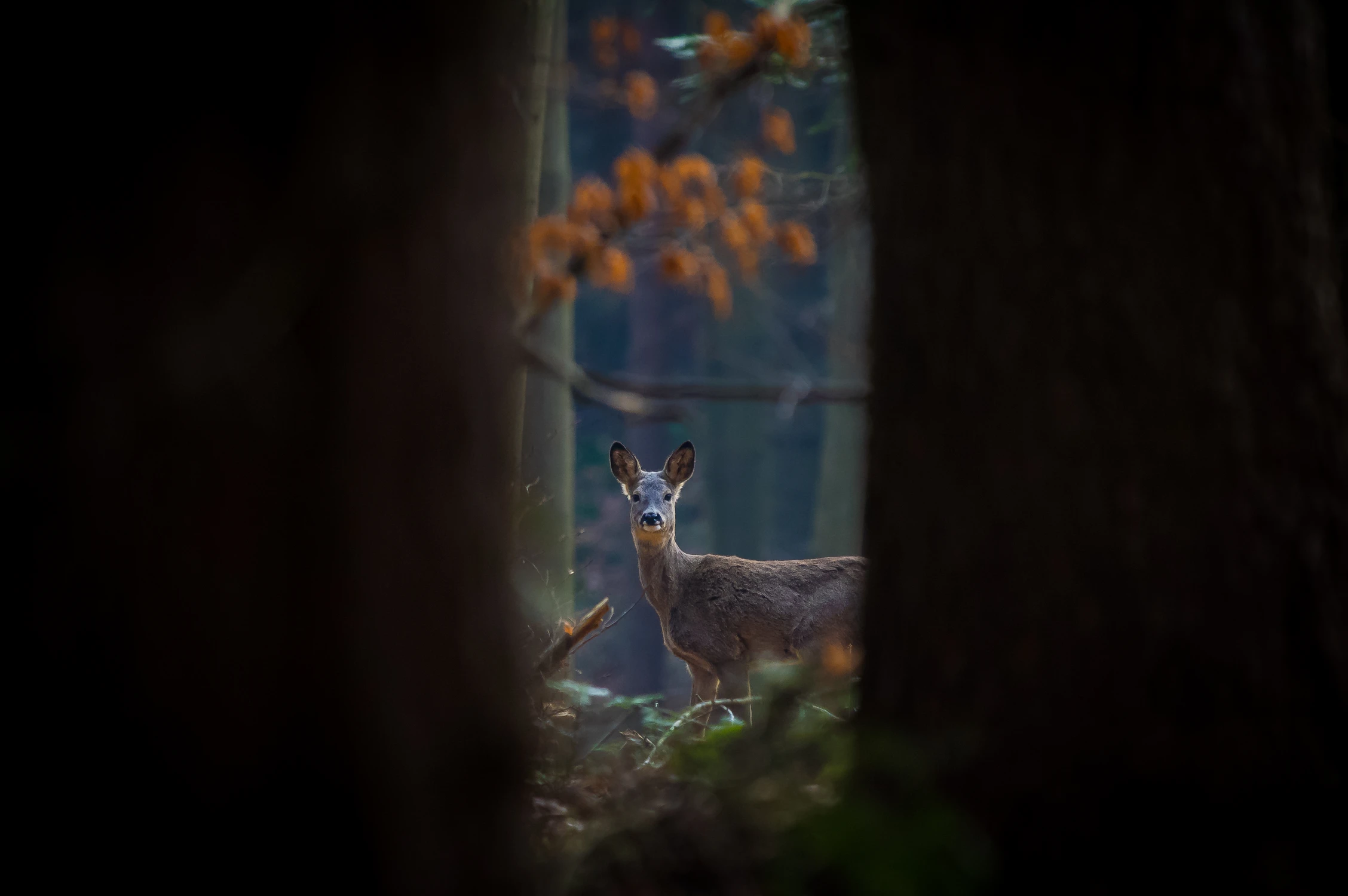 Sama w wielkim lesie