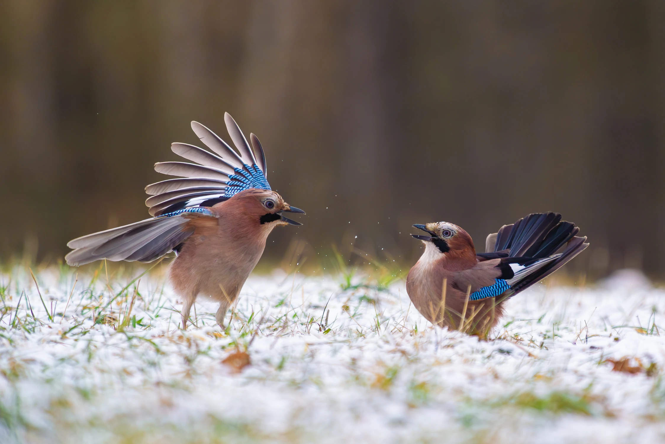 A mówiłam, lećmy za morze!