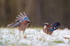 A mówiłam, lećmy za morze!