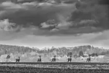 Pięciu wspaniałych ;)