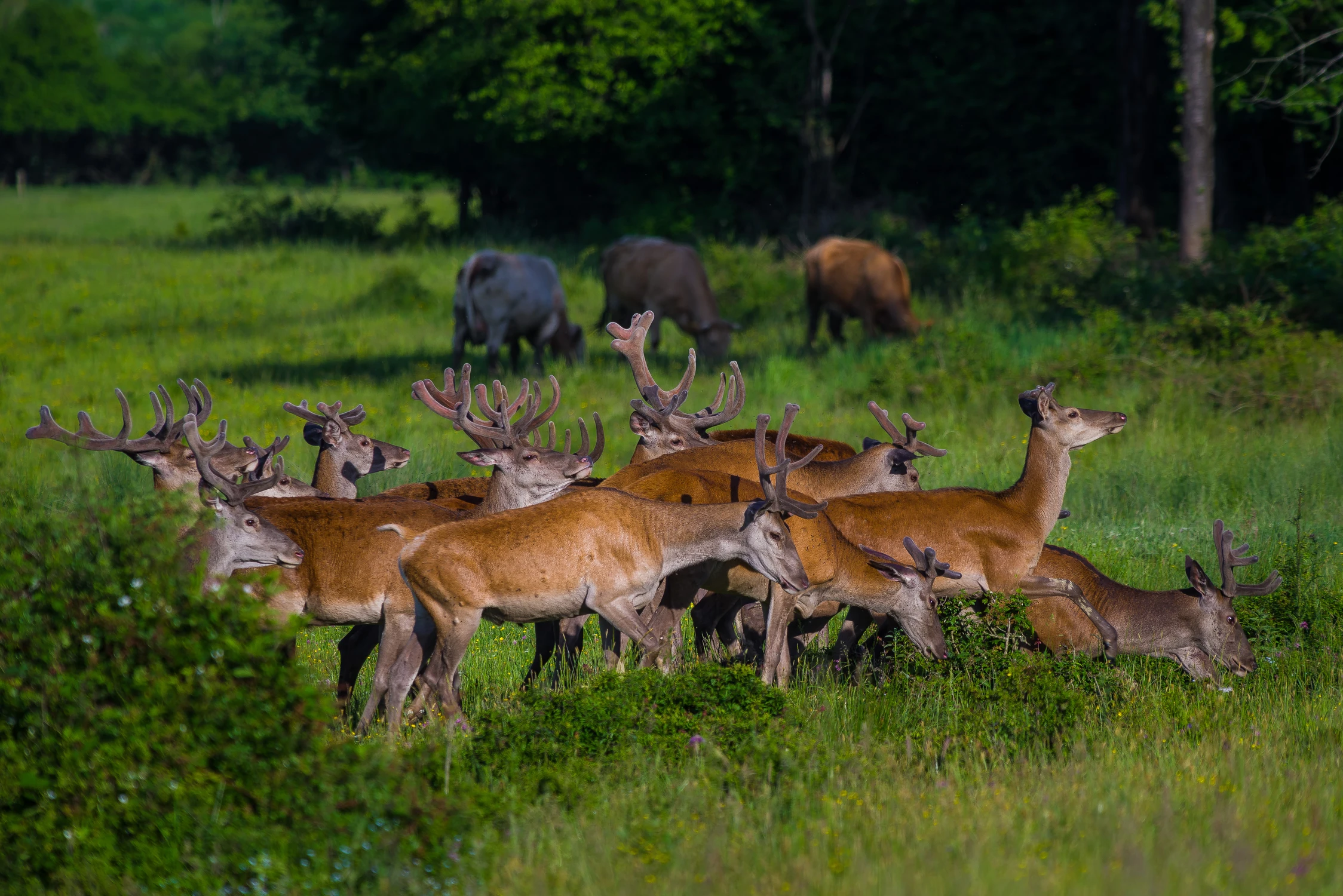 Wypas rogacizny wszelakiej ;)