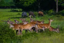 Wypas rogacizny wszelakiej ;)