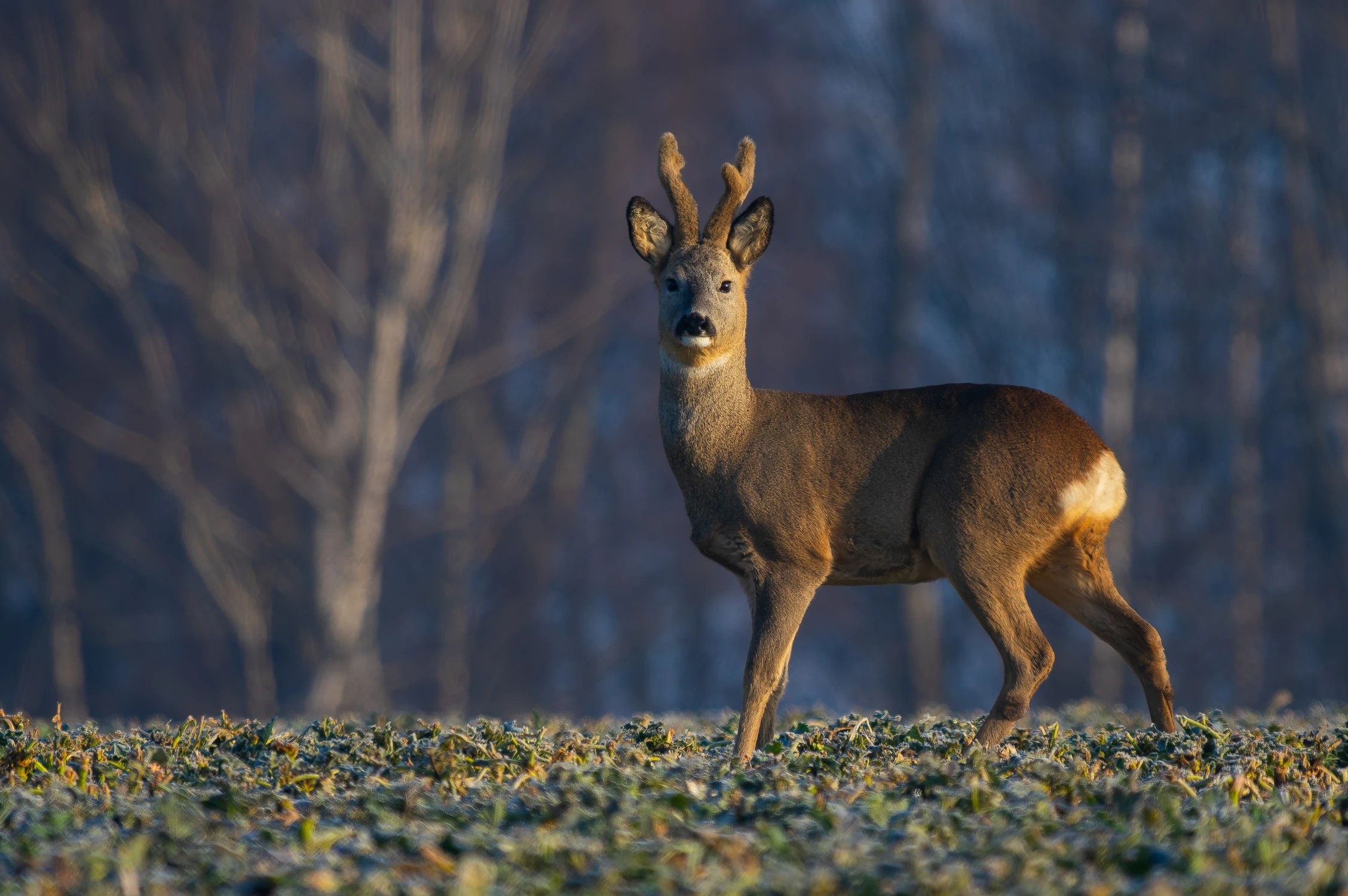 Przyłapany na rzepaku