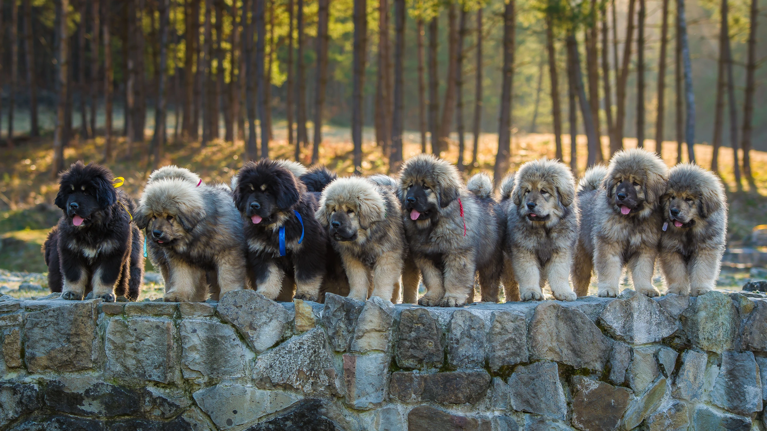 Mastify tybetańskie