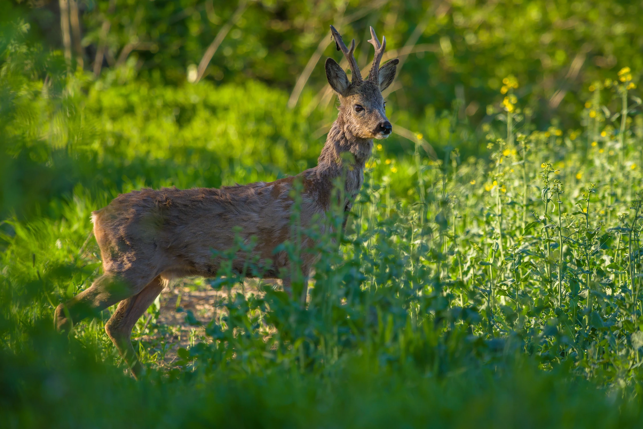 Zakwitły rzepaki...