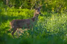 Zakwitły rzepaki...