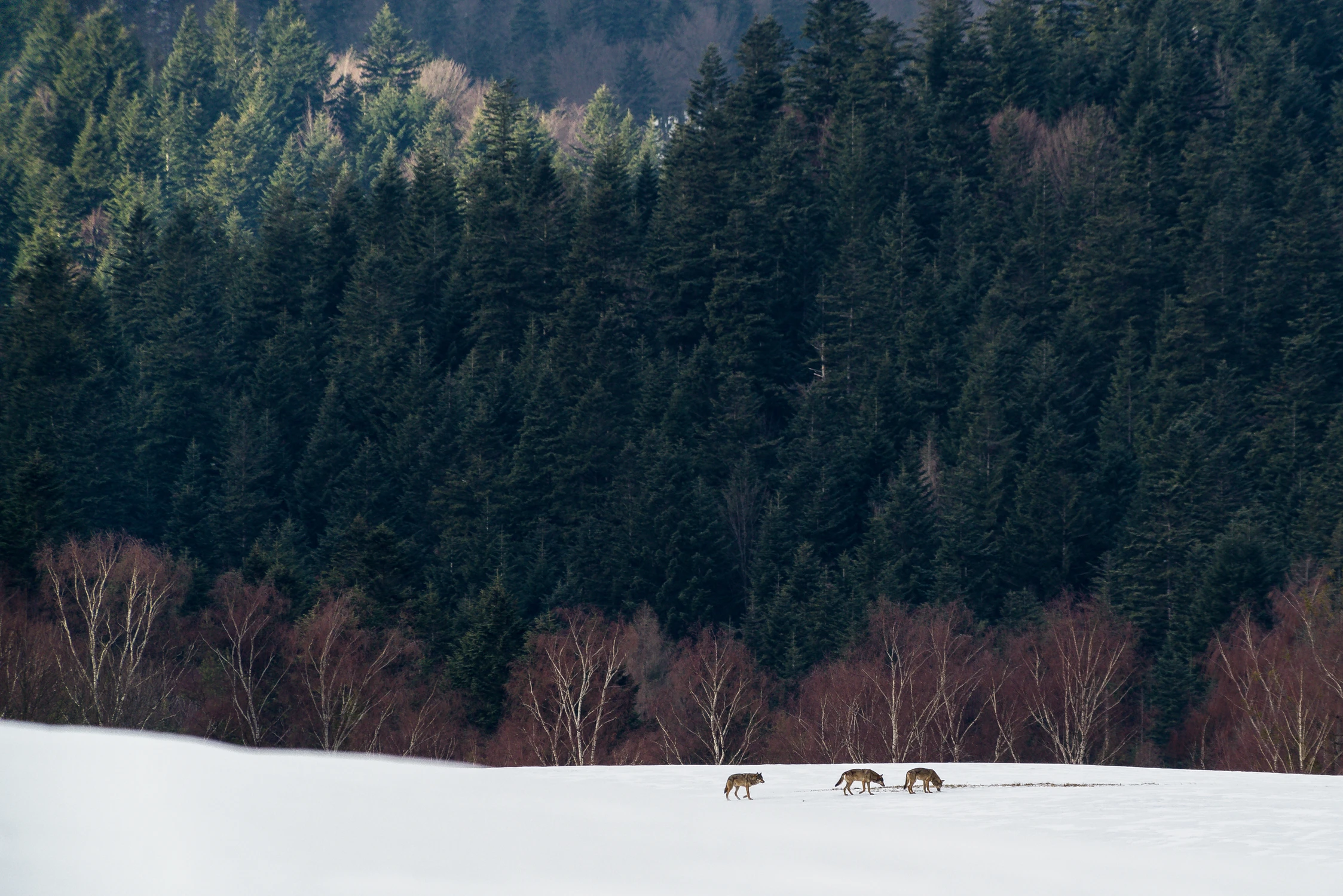 Once upon a time in the Bieszczady Mountains