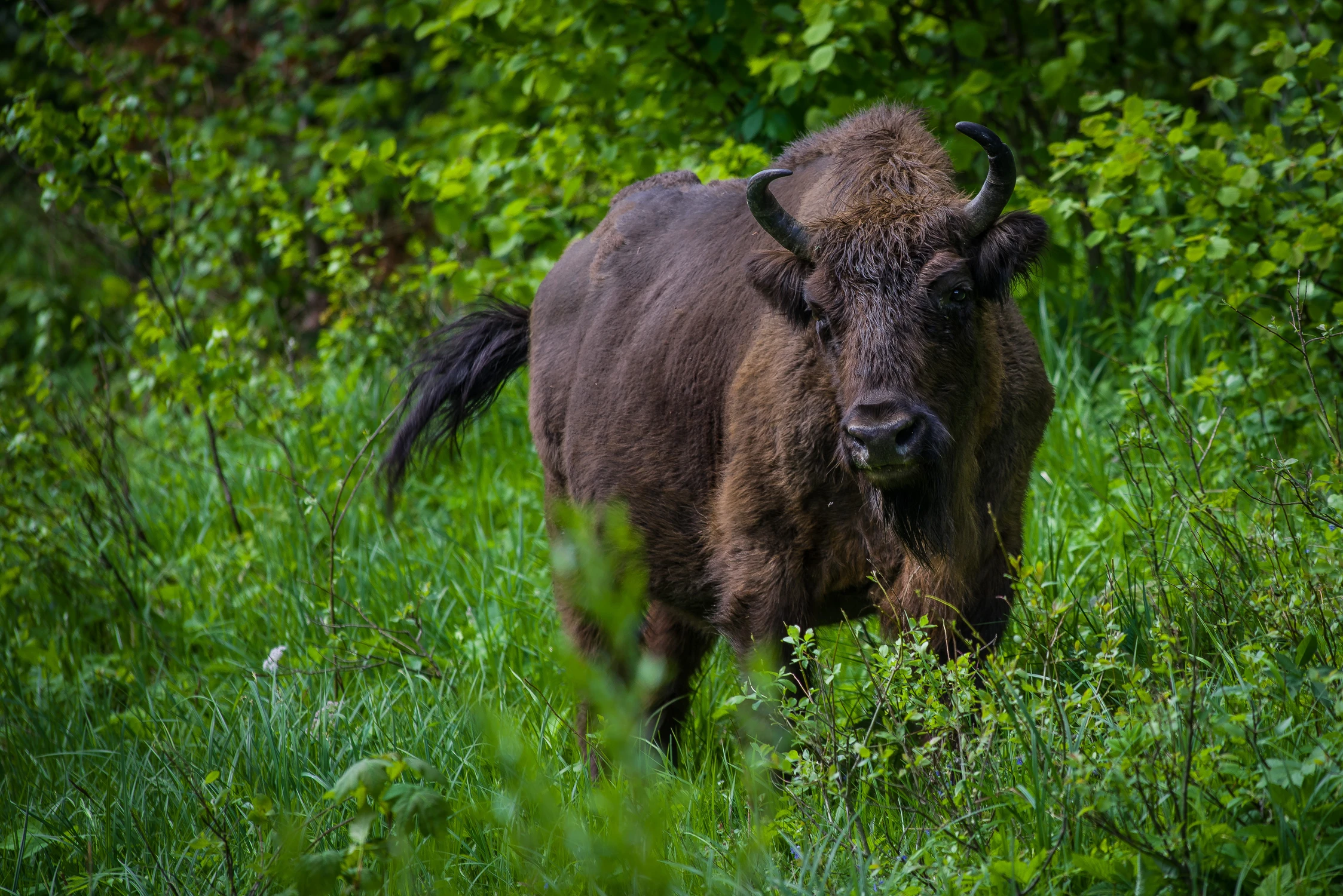 Bieszczadzka krówka