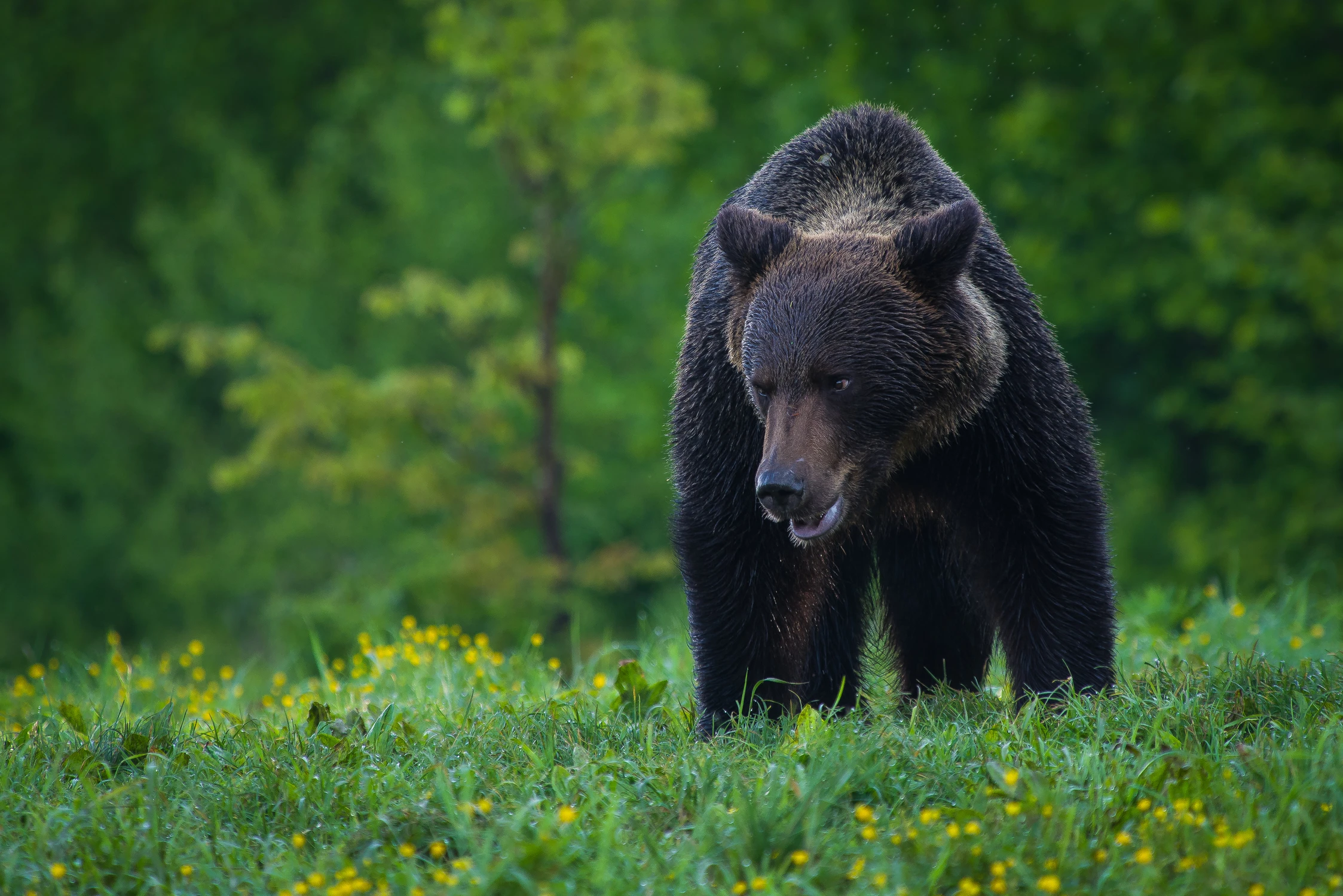 I kto jest debeściak? 