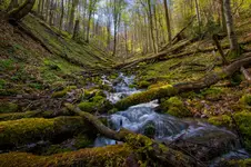 Wiosna w Bieszczadach