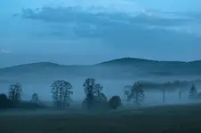 Świt