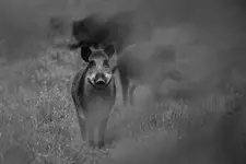 Przewodniczka watahy