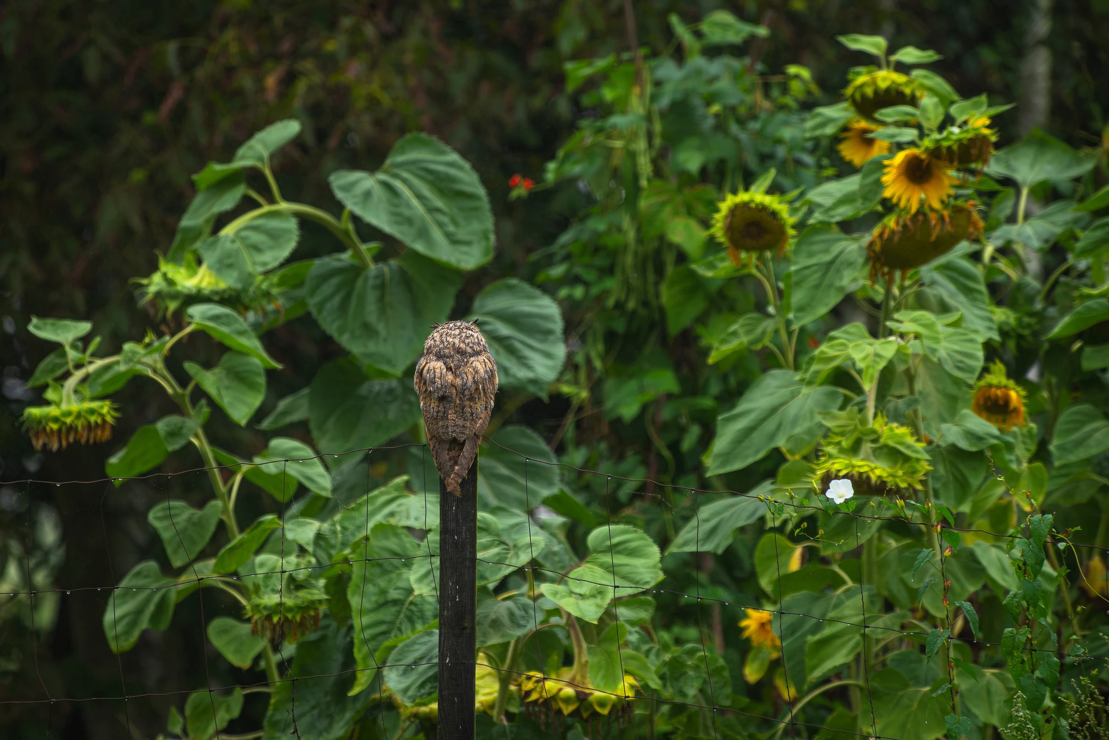 Pilnowanie słoneczników