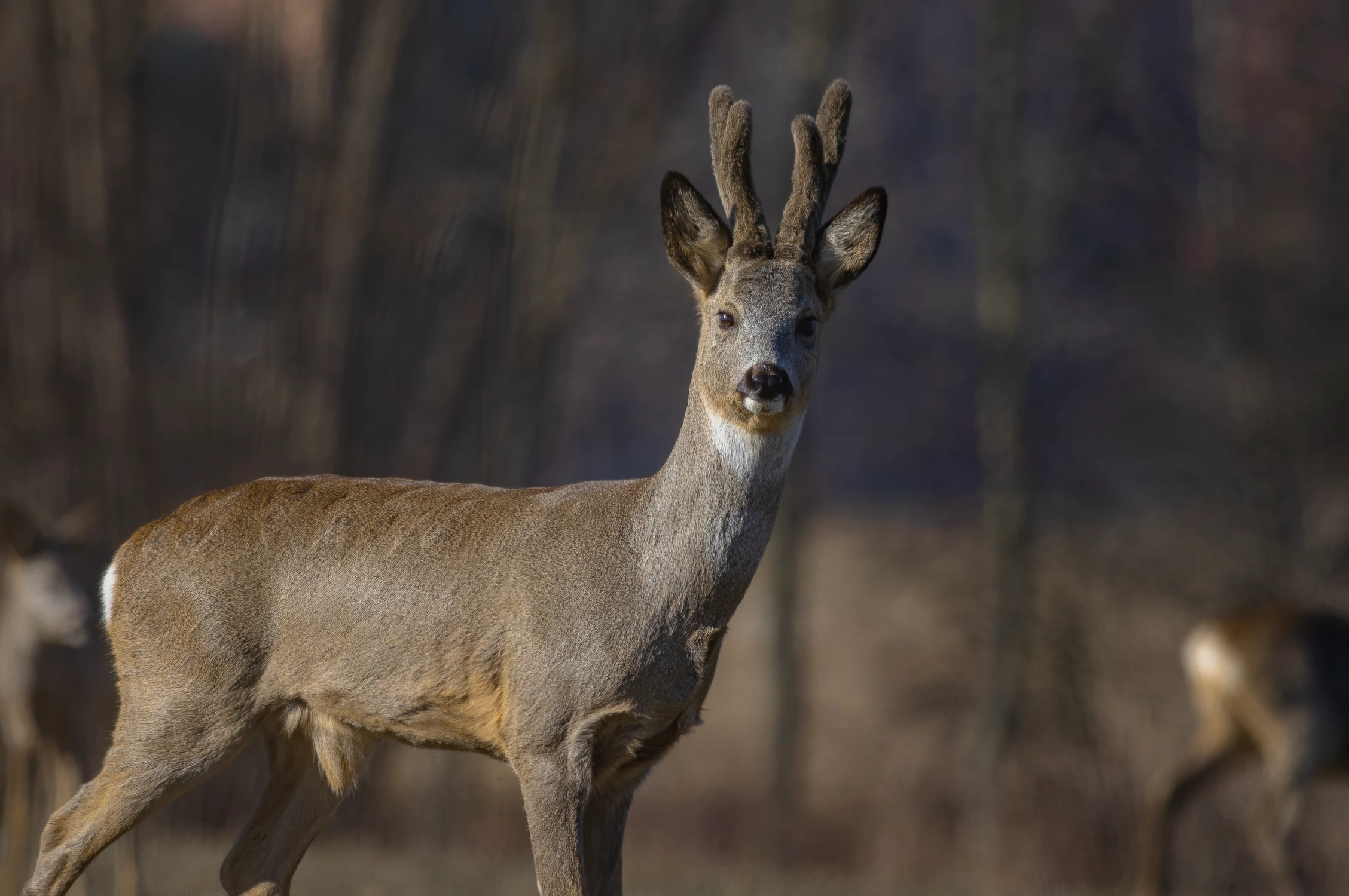 Portret z asystentkami :)
