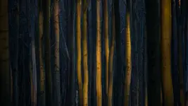 W buczynie karpackiej