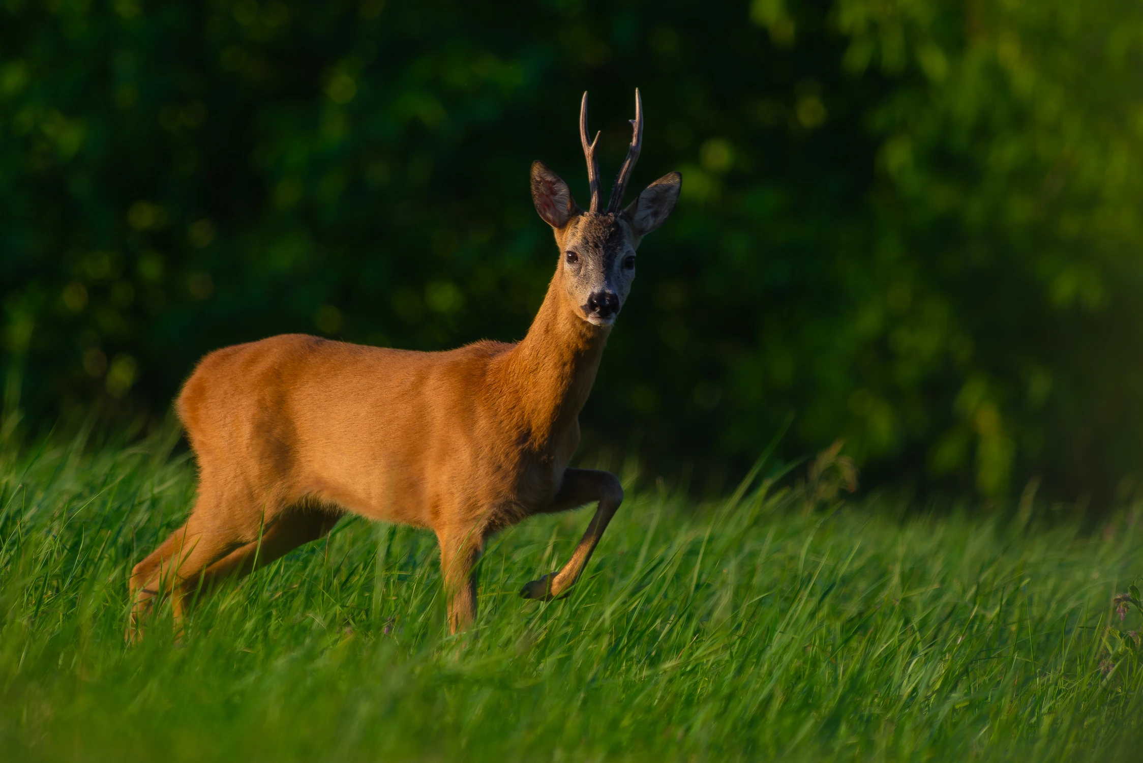 A może nóżkę podniosę? ;)