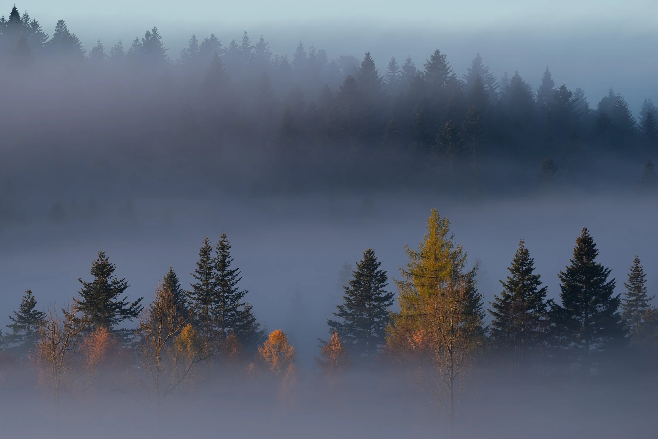 Tylko modrzewie jeszcze kolory trzymają.