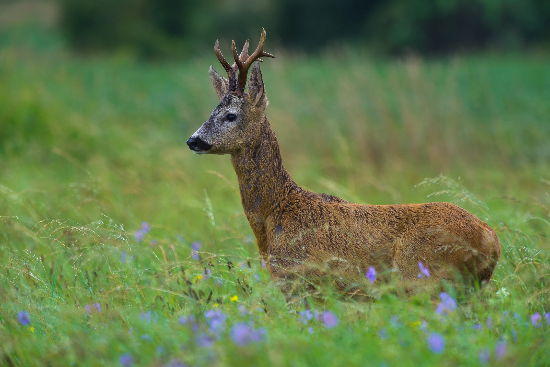 Łąkowy przystojniak