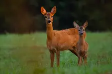 Mamo, mam takie duże uszy jak ty! ;)