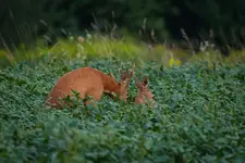 Soja sprzyja płodności ;)
