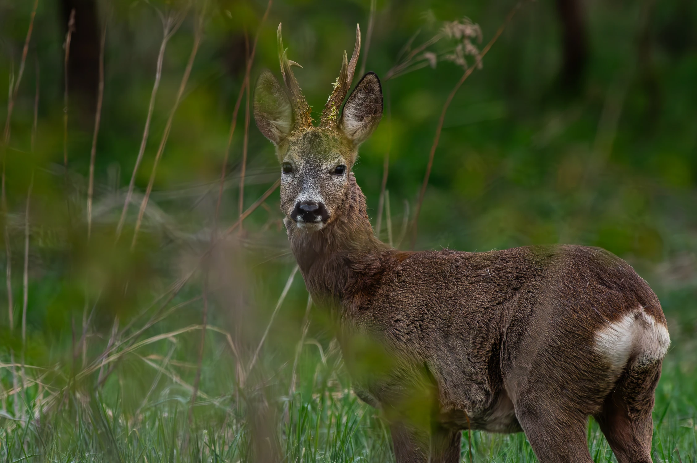 Wczesnoporanny rogacz