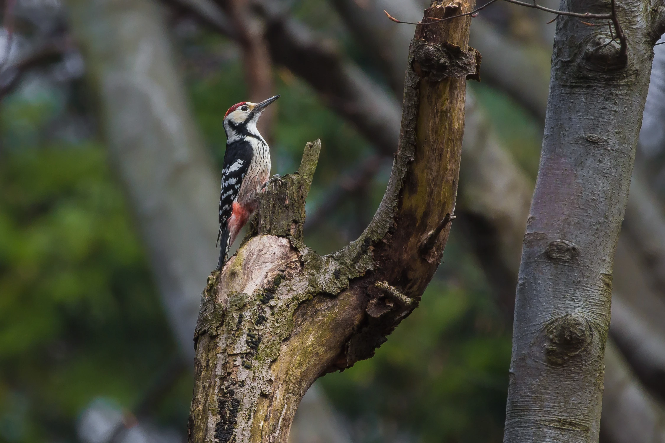 Dzięcioł białogrzbiety