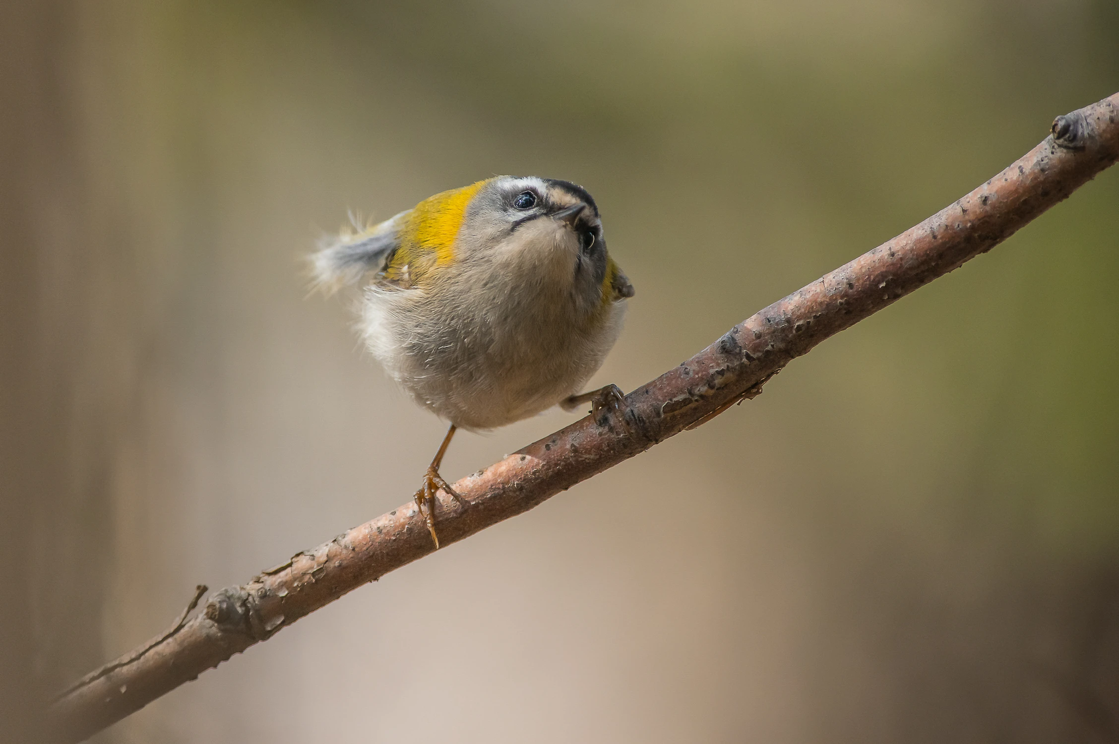 Taki jestem zwariowany. ;)