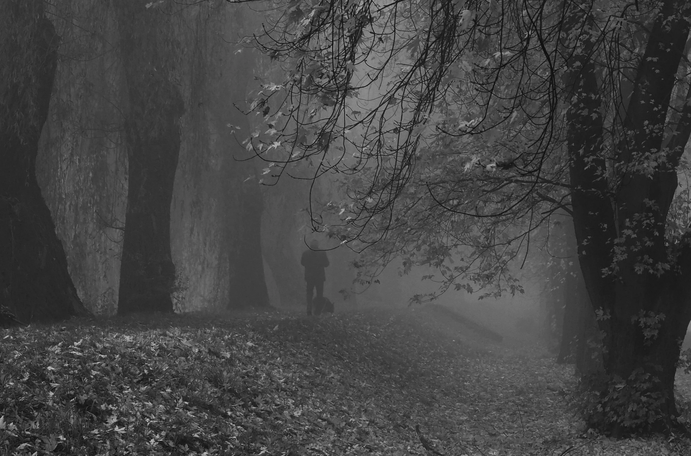 Jesienny spacer we mgle