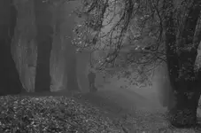 Jesienny spacer we mgle