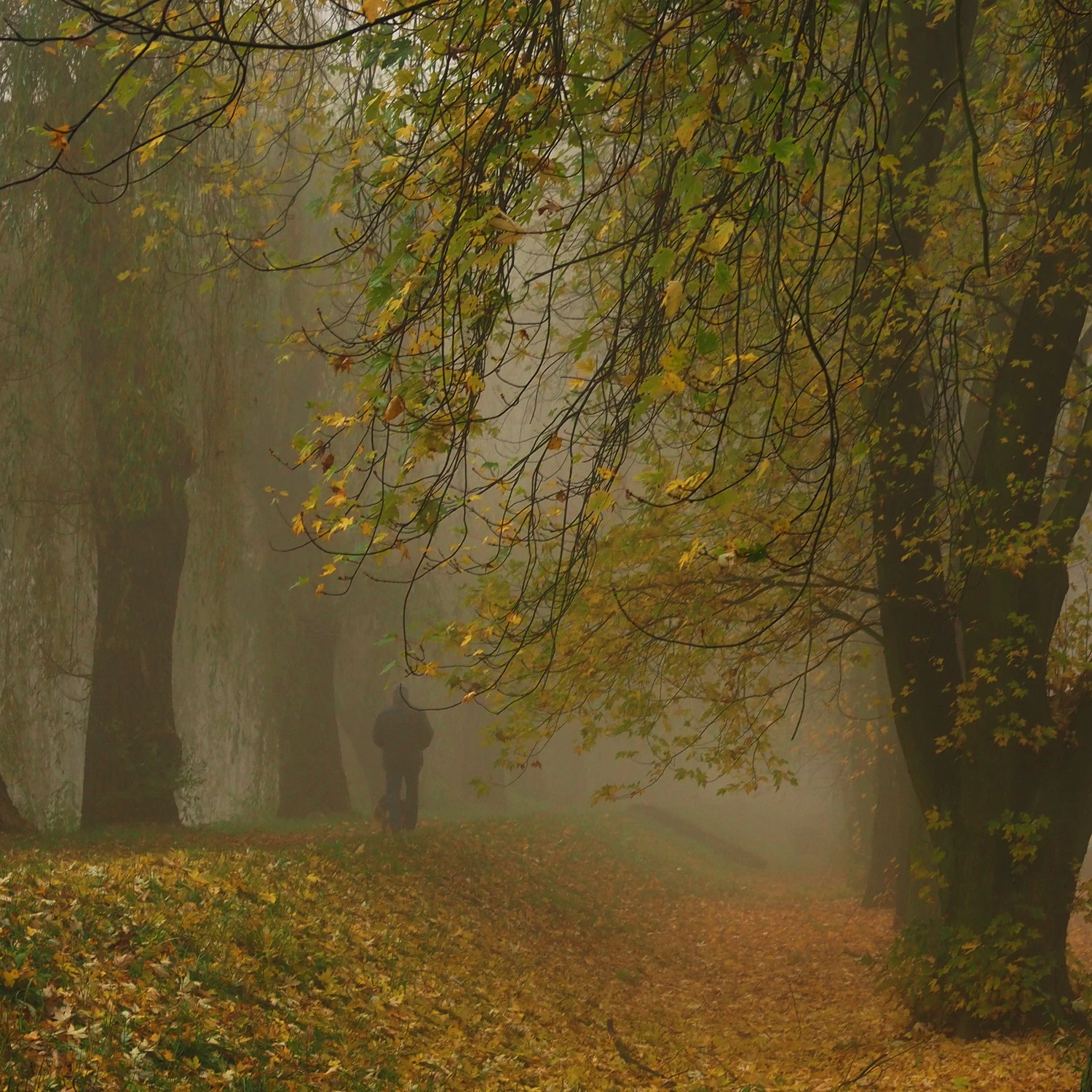 Jesienny spacer we mgle 2