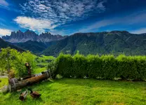 Kaczka " Dolomicka"