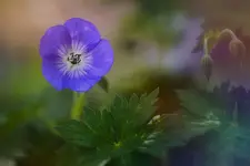 Z ogródka
