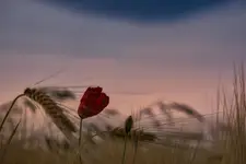 Gdy mak układa się do snu...