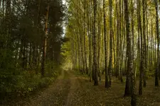 Ścieżka
