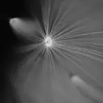 WARP