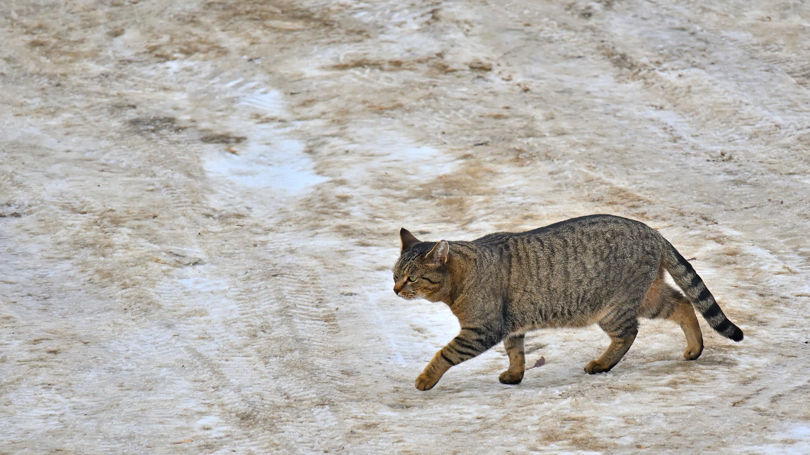 kocie barwy śniegu...