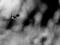 bzzz...