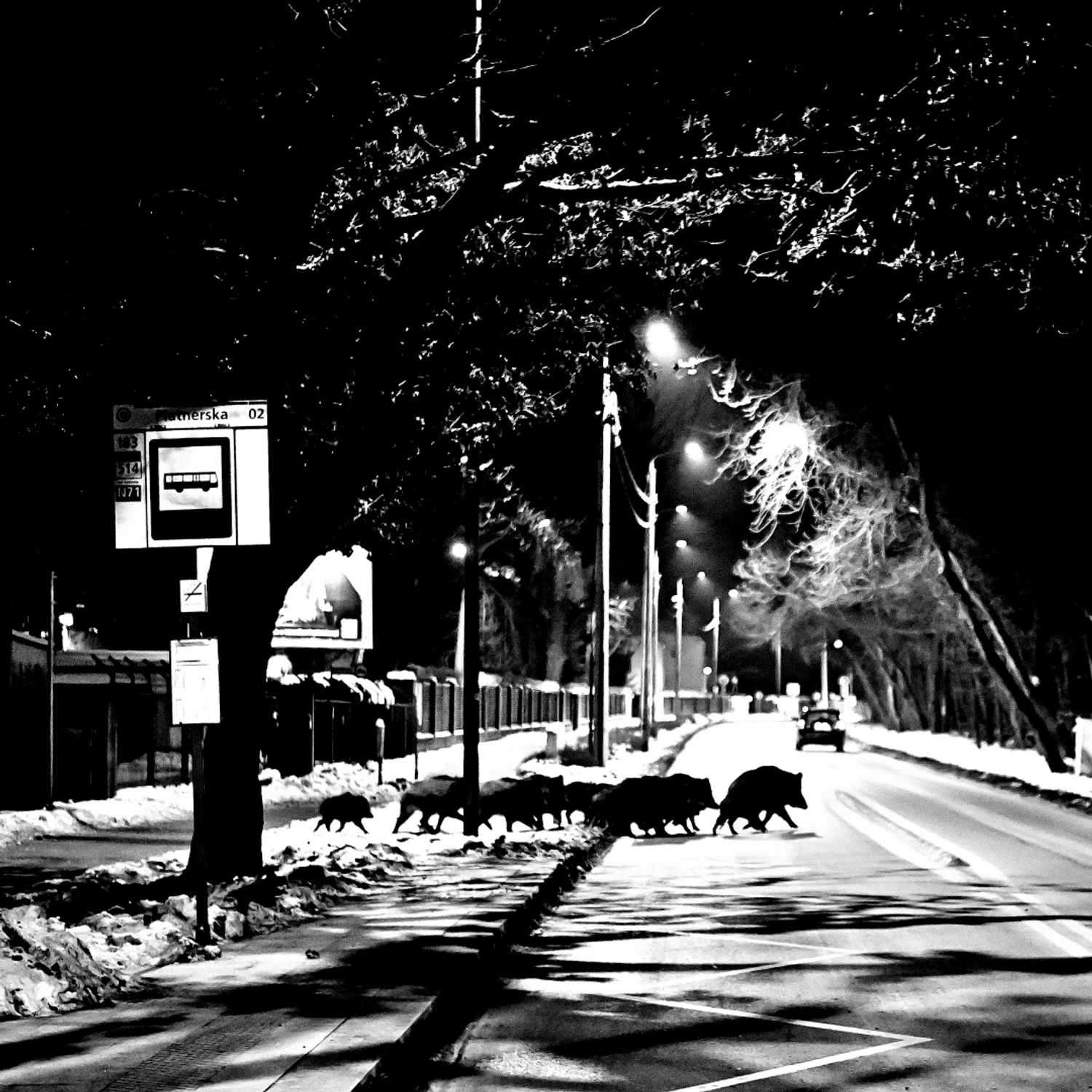 dzikobus nie przyjechał... ;(