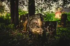 Szczebrzeszyn