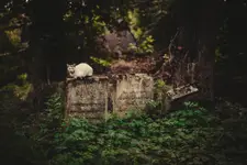 zabłąkana