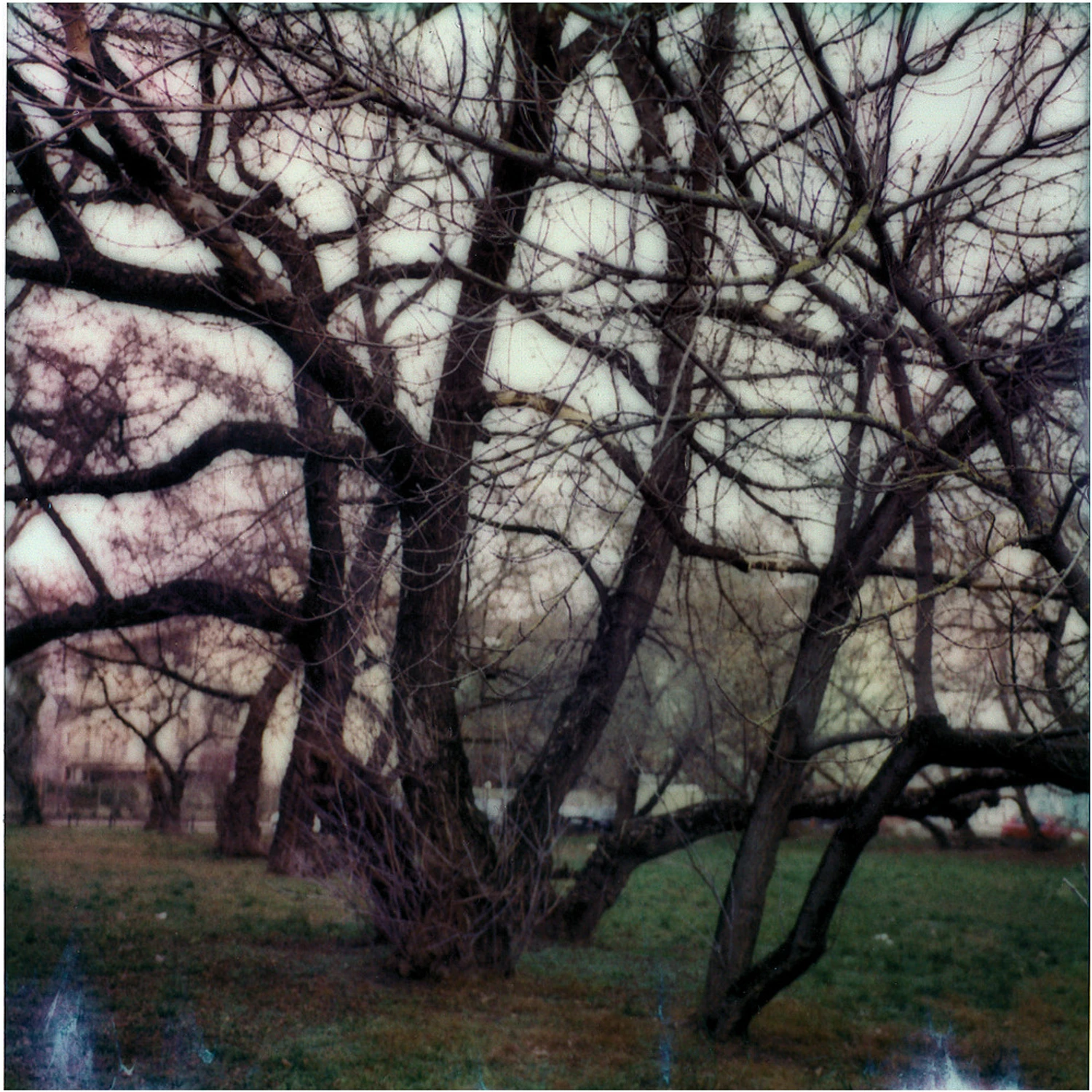 warszawskie drzewa...