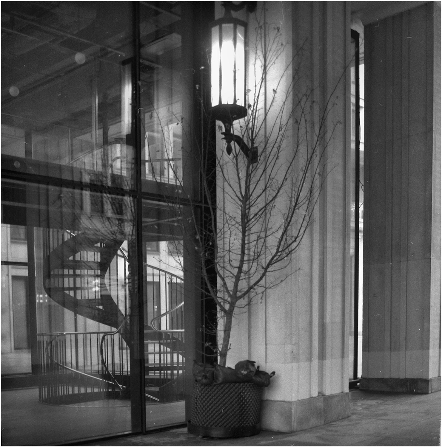 warszawskie drzewa kompaktowe...